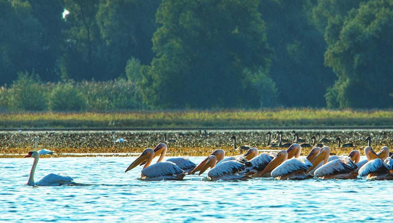 Pensiunea Valurile Dunarii Sfantu Gheorghe  Bagian luar foto
